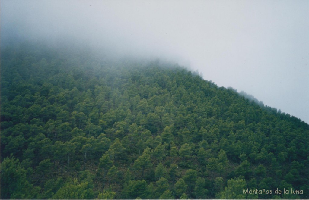 Bosques del Alt del Carrascalet