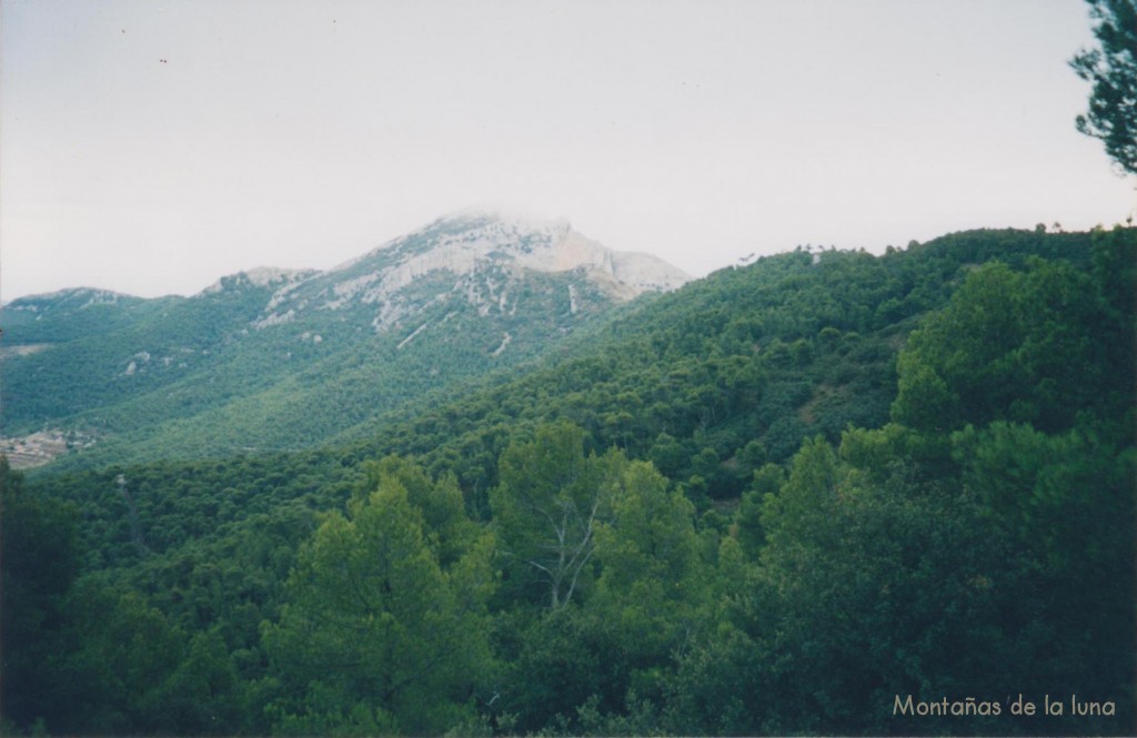 Bosques y el Maigmó al fondo