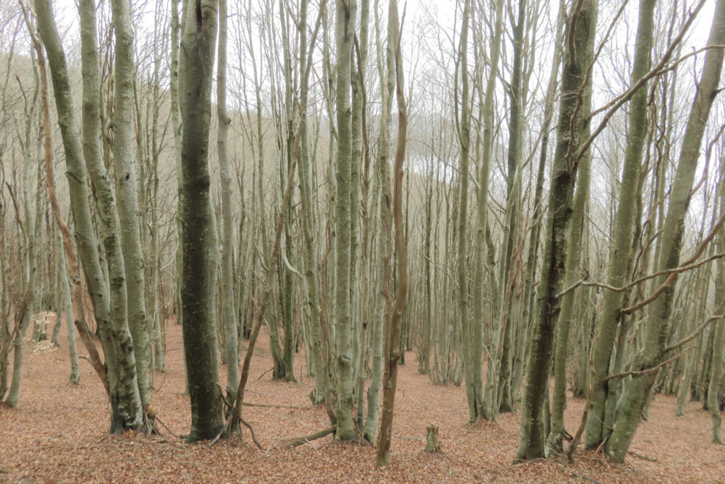 Camino de la Font de Coll Pregón