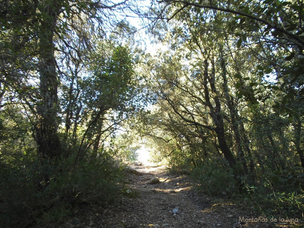 Llegando a la senda de la Carena del Collet Estret