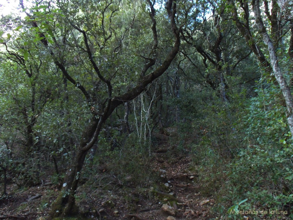 Bosque de subida al Castellsapera