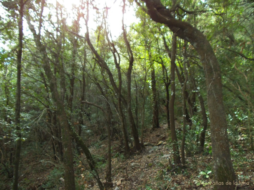 Bosques al este del Castellsapera