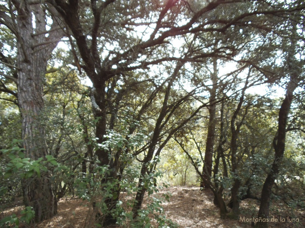 Bosques cimeros en la Carena del Collet Estret