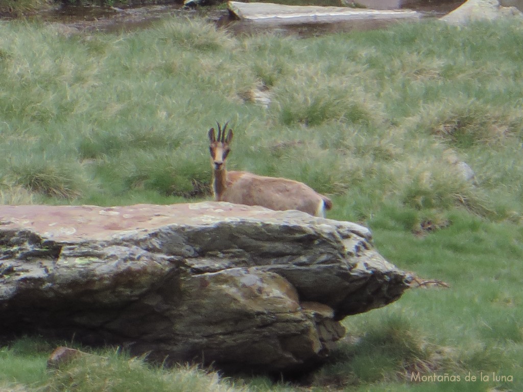 Isards en el Estany de Sotllo