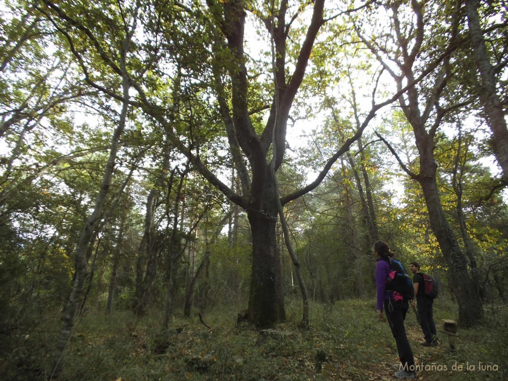 Camino de La Davesa