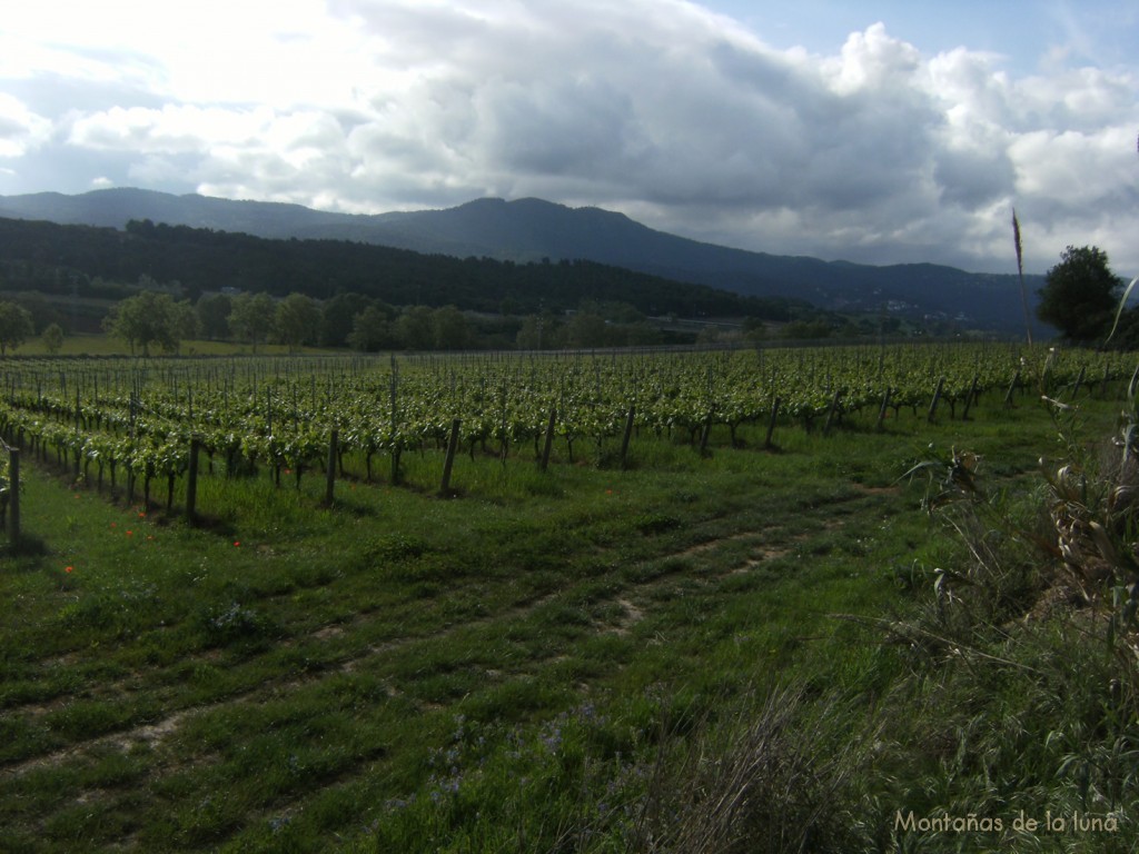 Viñedos y al fondo el Turó de Cellecs en la Serralada Litoral