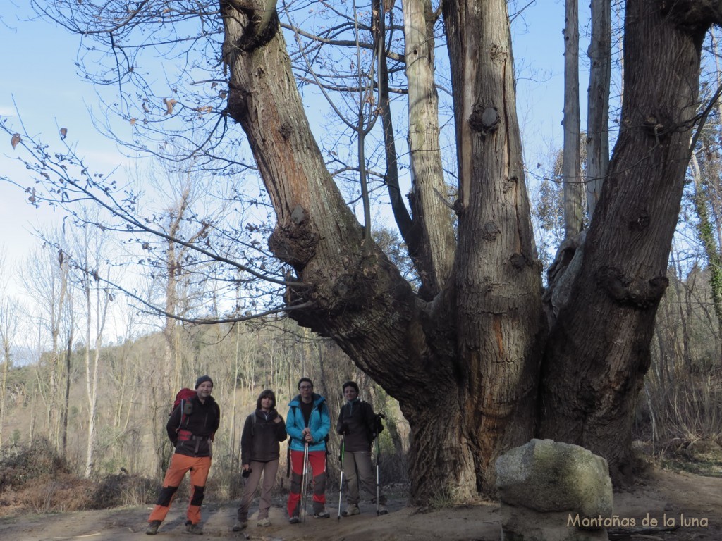 Joaquín, Raquel, Txell y Pilu junto al Castanyer de les Nou Branques