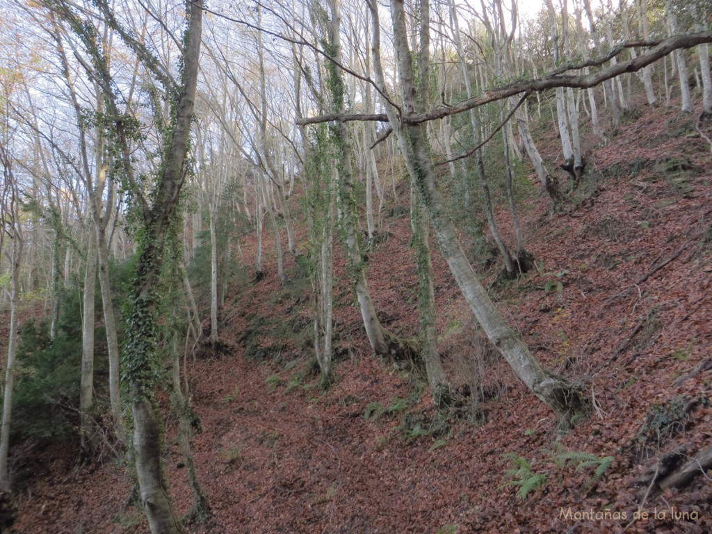 Hayedos de la Sierra de Marboleny