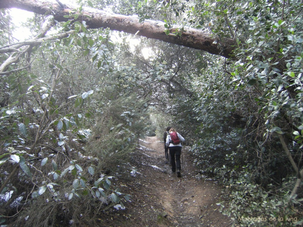 Senda en el Turó d'en Fotja, 349 mts.