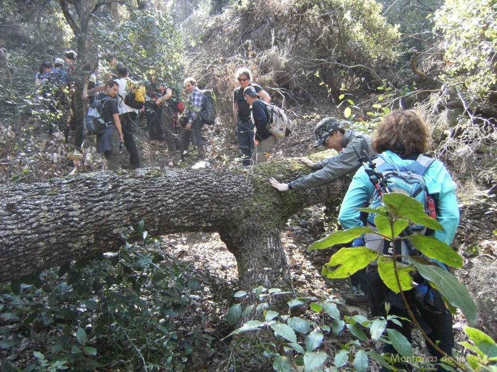 Camino de la cumbre del Turó de Marfull