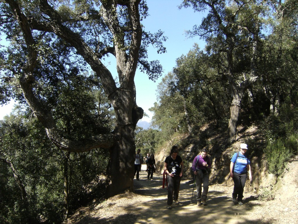 Camino de Sant Martí de Montnegre