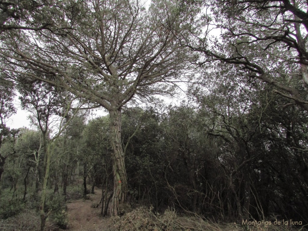 Bajada por la Carena de Vallfigueres