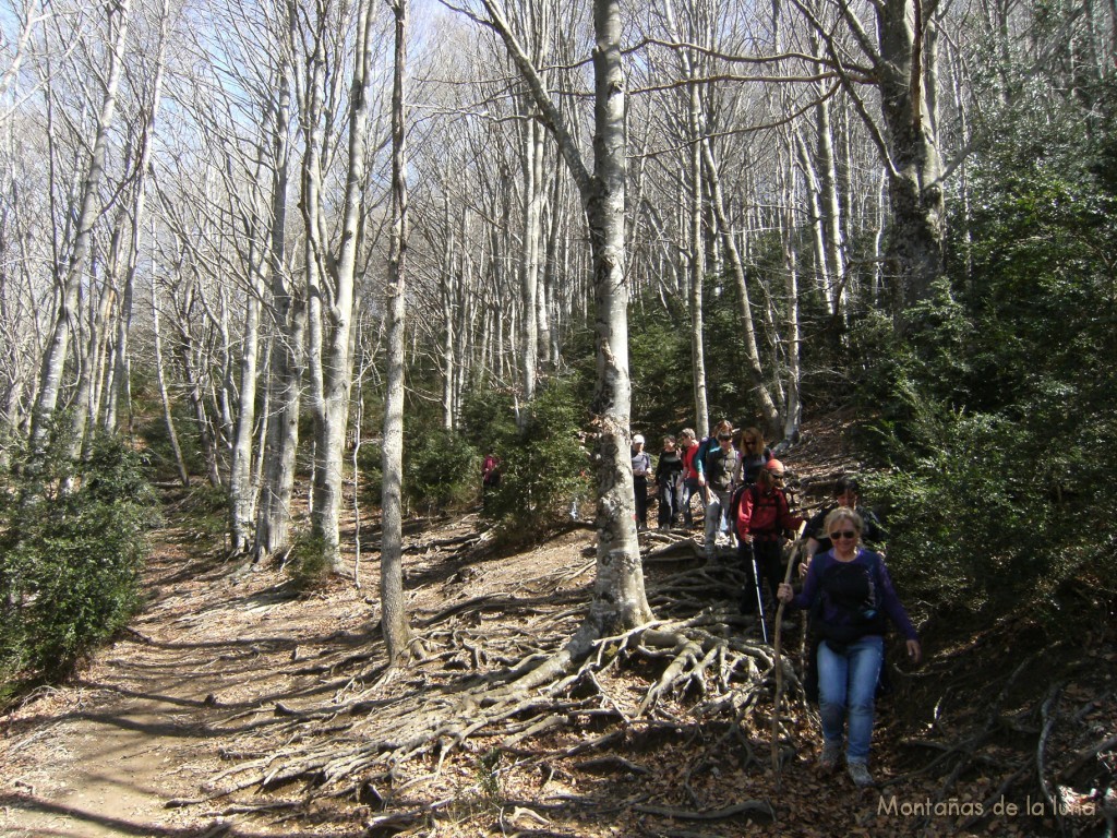 Camino hacia el Santuario de Cabrera, atravesando hayedos