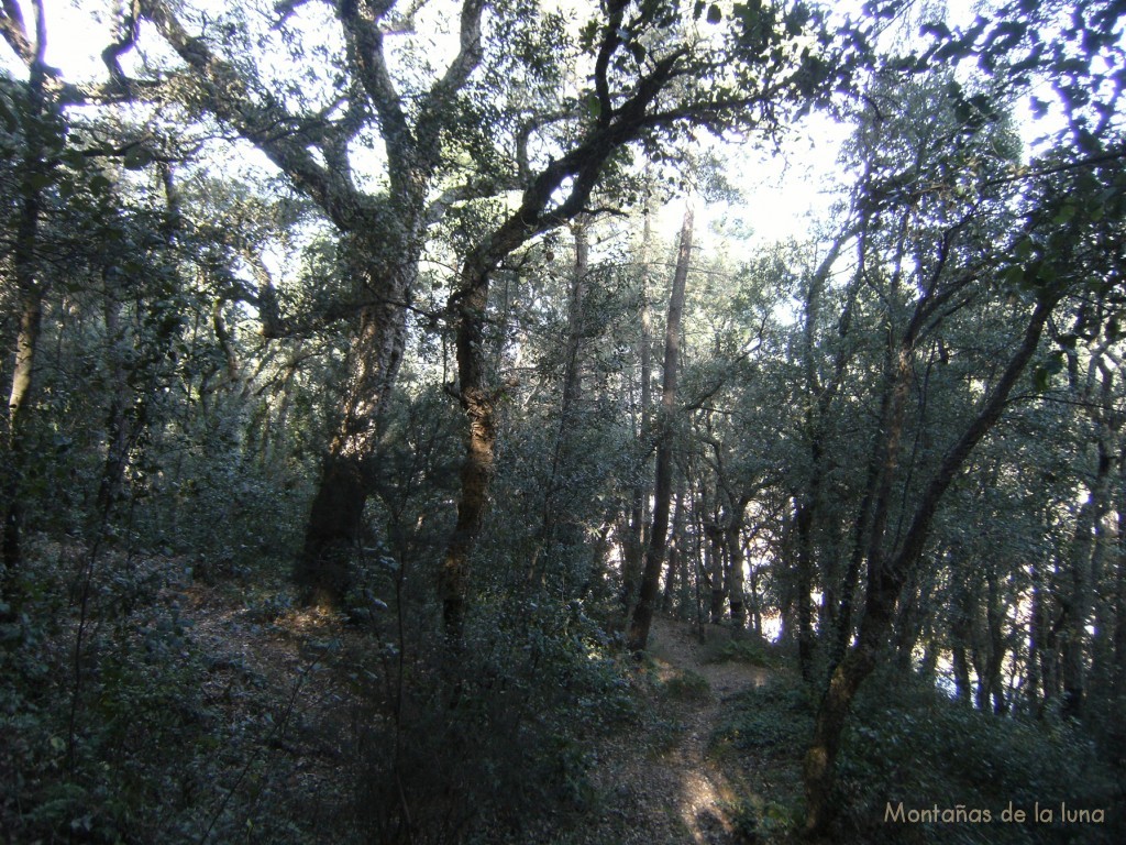 Bosques de los alrededores