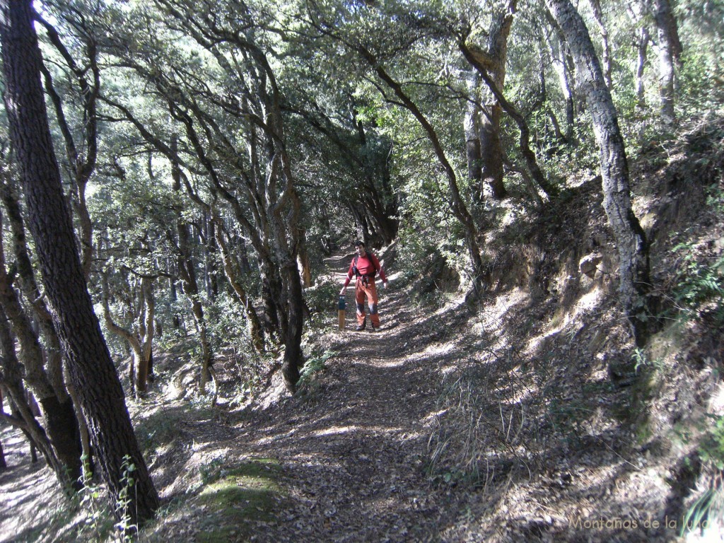 Bosques en torno al Turó d'en Pistola. Al fondo Joaquín