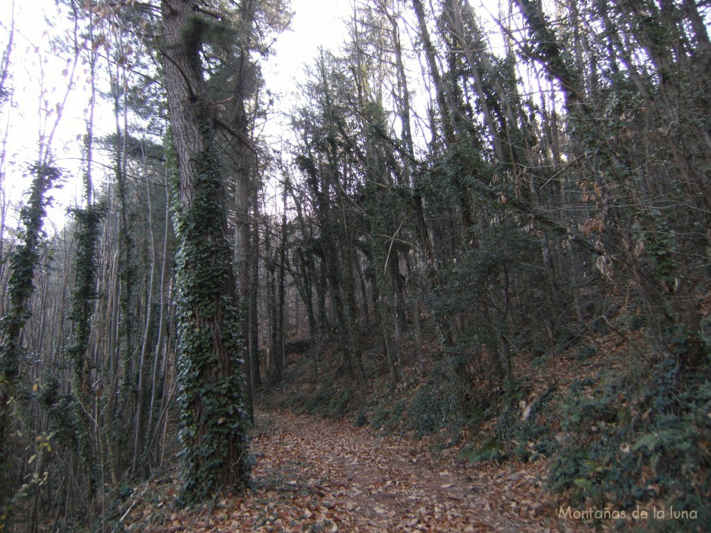 Bosques y castañares del Veïnat de França