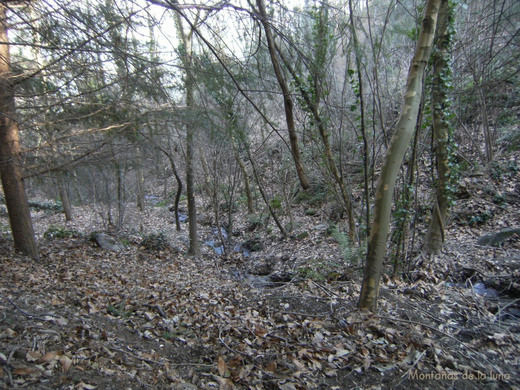 Arroyo en medio de los bosques y castañares del Veïnat de França