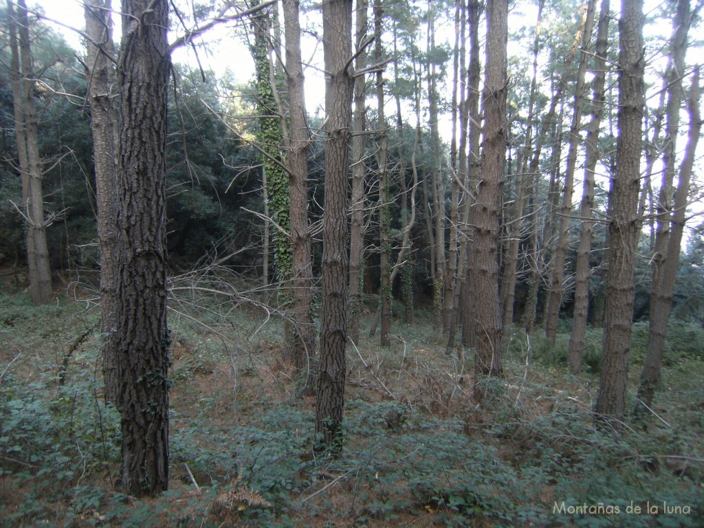 Bosques entre Santcliment y Fogueres de Montsoriu. Camp Fondo, Camp Nou...