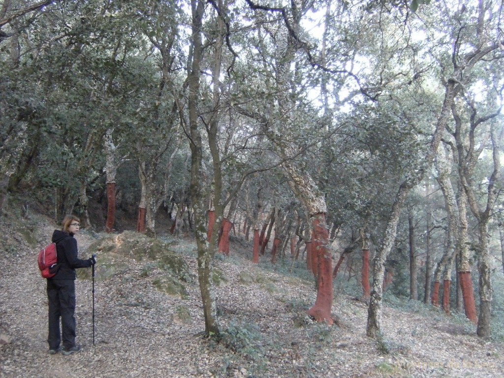 Anna cruzando el bosque de sureres acercándonos a Arbúcies