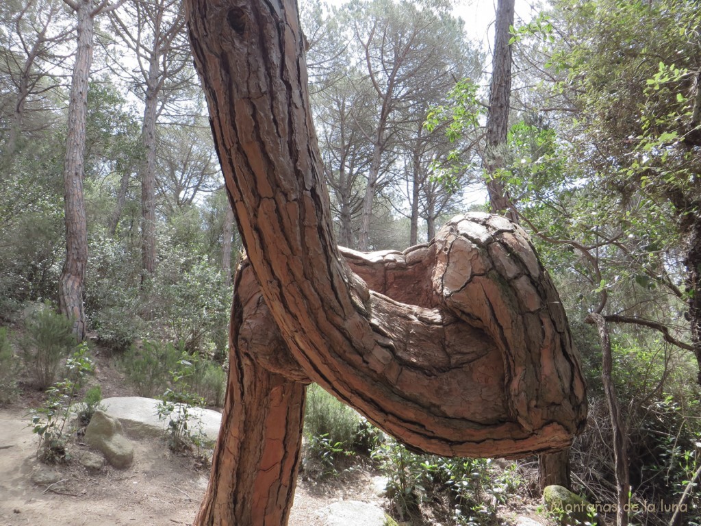 Camino junto al Torrent del Sot del Fangar