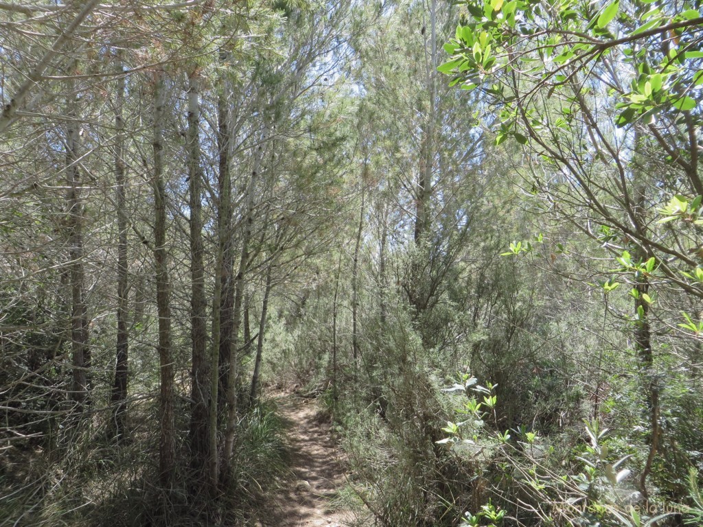 Senda de camino a El Garraf