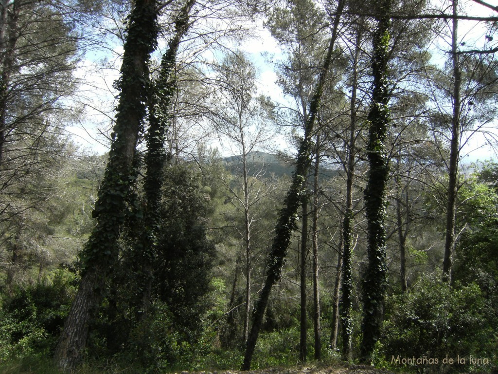 Frondosa vegetación en la bajada