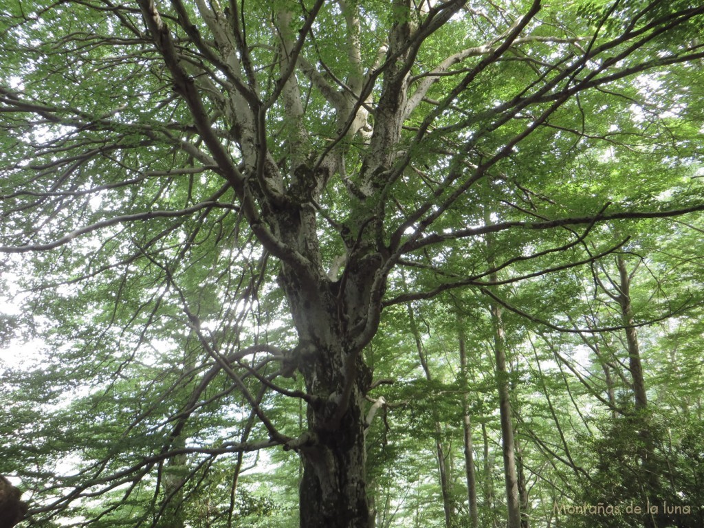 Hayedos y bosques de Pineta