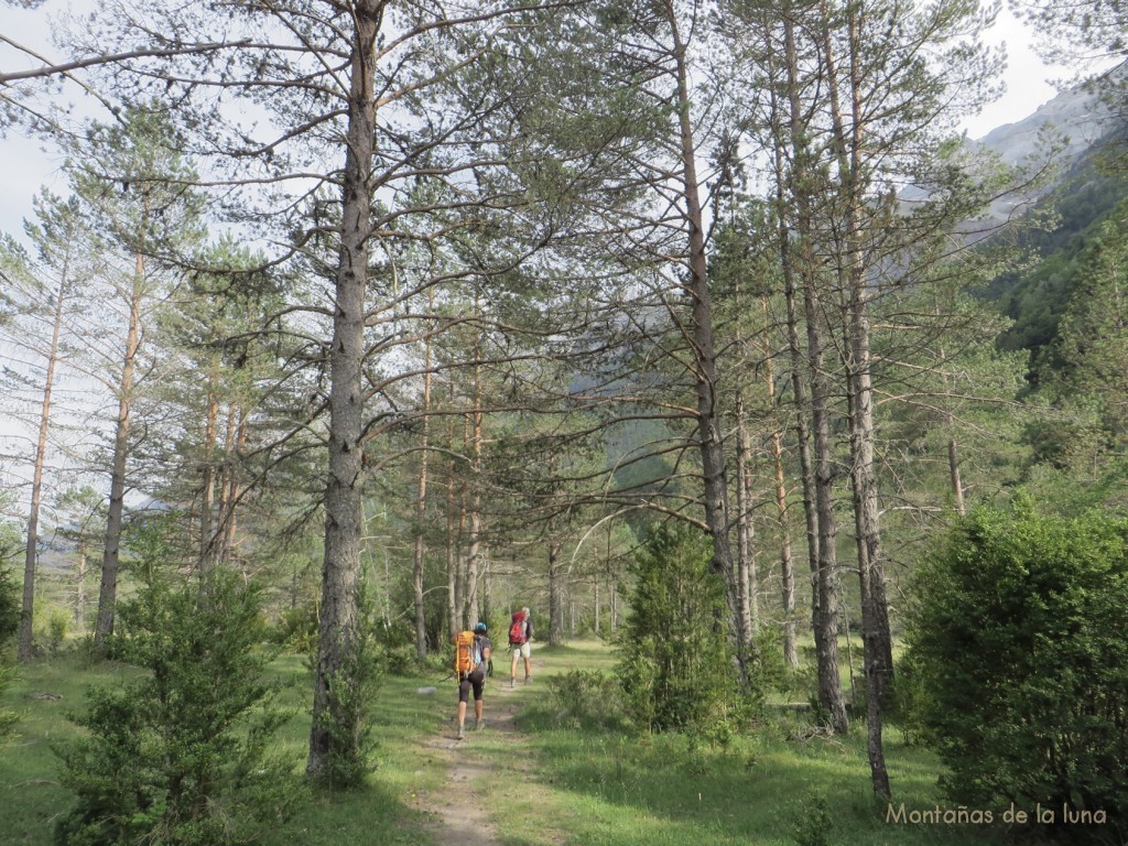 Hayedos y bosques de Pineta. Camino del Refugio de Pineta