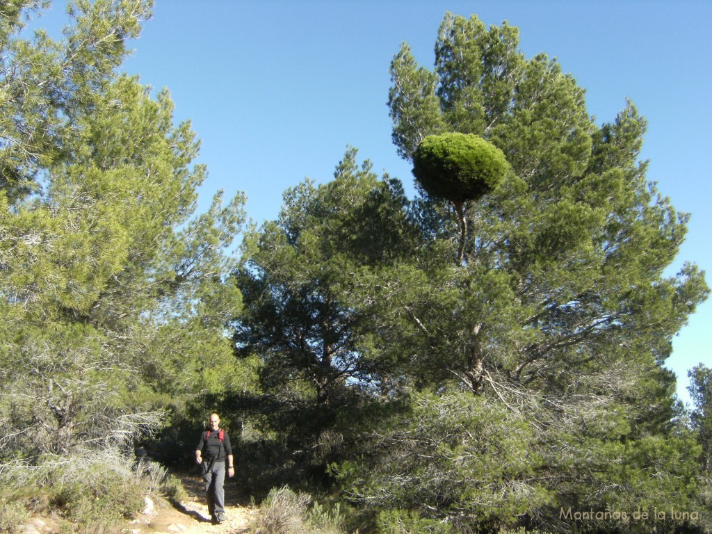 Camino de la Font del Molí