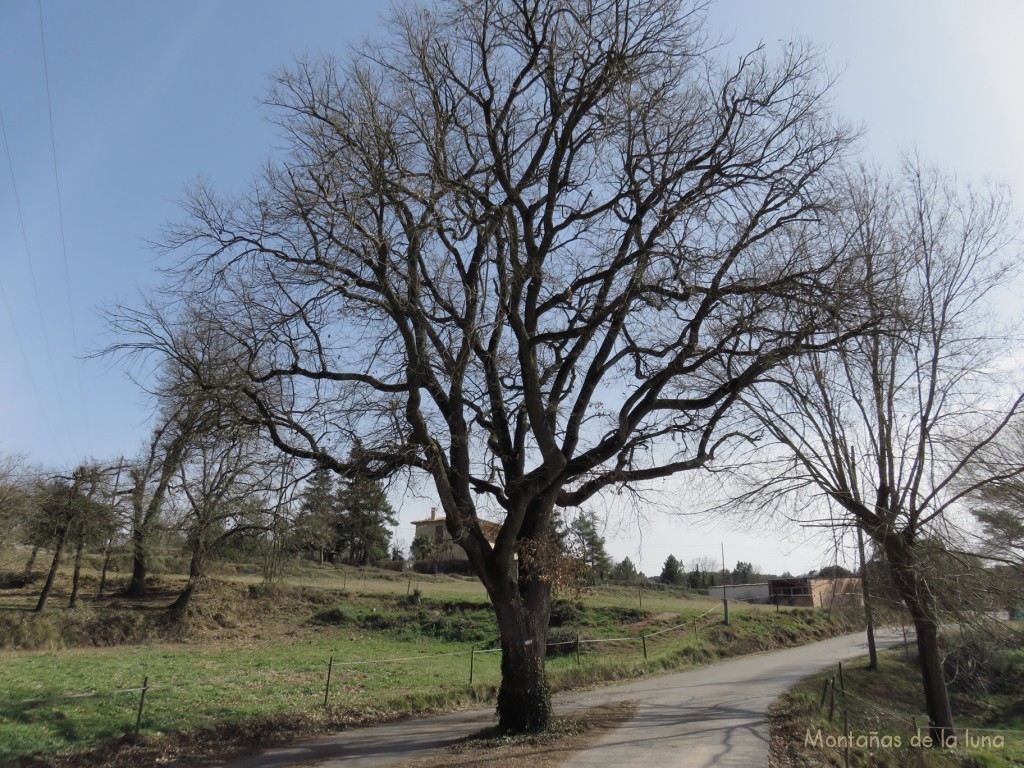 El árbol en medio de la carreterilla