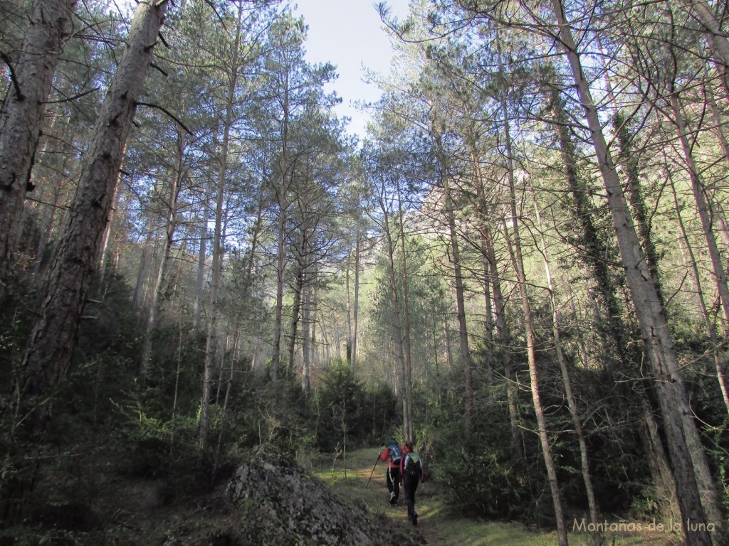 Bosque de la Baga de Sant Pere