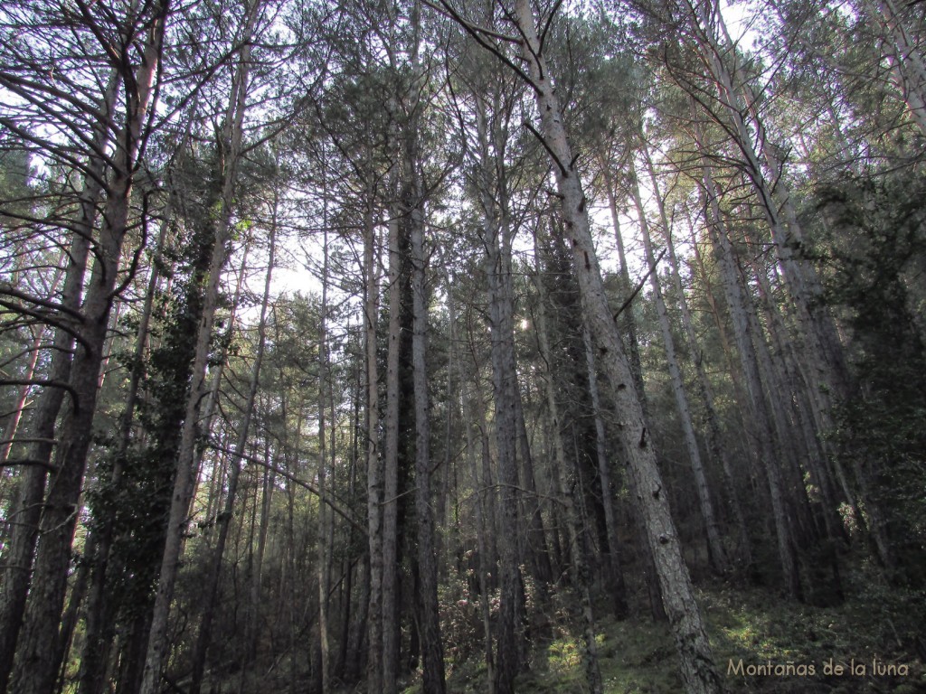 Bosque de subida a Les Collades