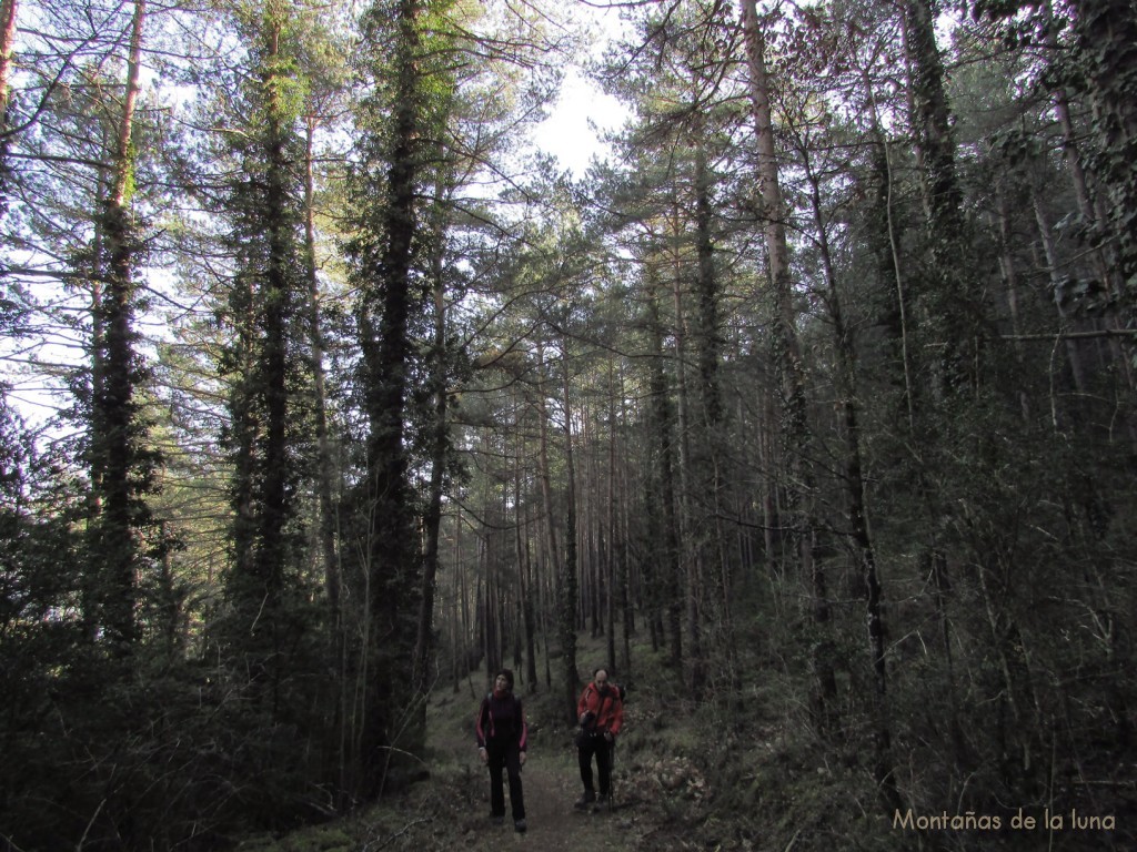 Bosque de subida a Les Collades