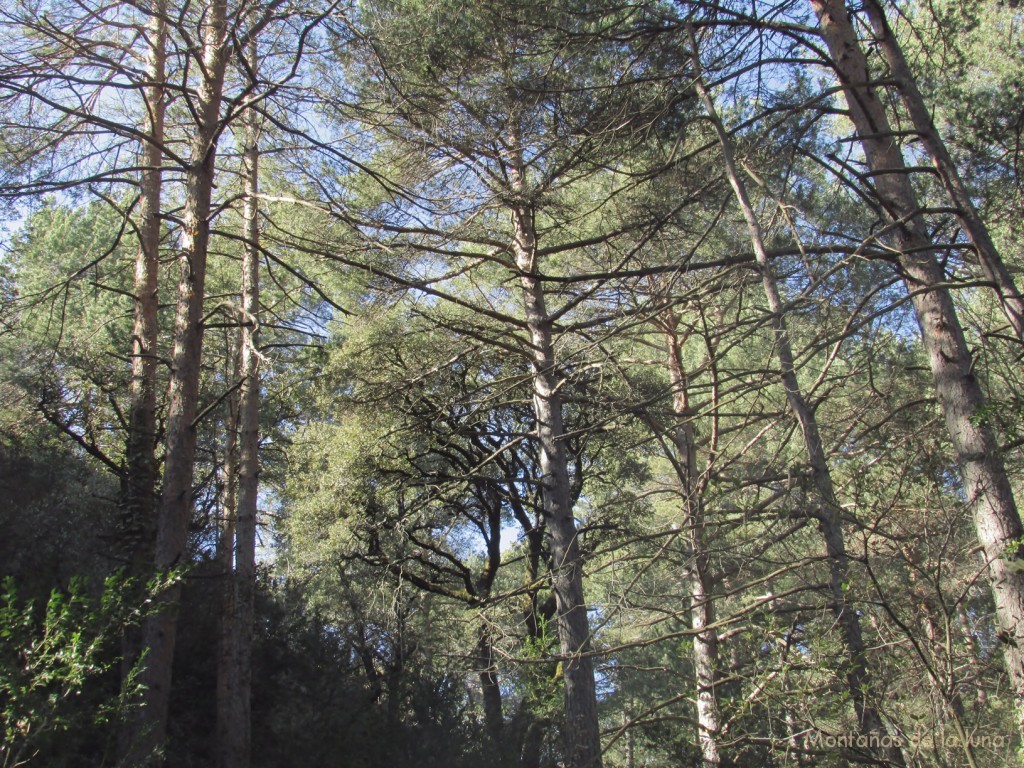 Bosque de subida a Les Collades