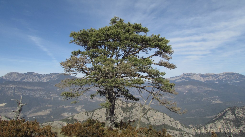 Subiendo a la antecima del Serrat de La Llebre