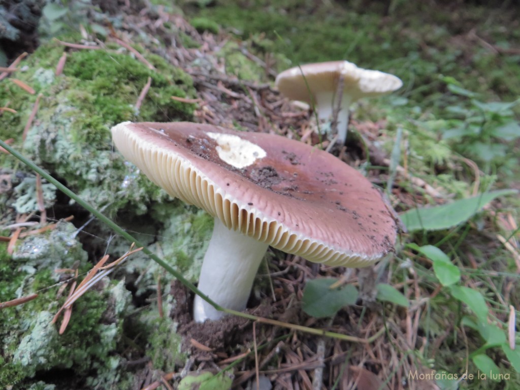 Hongos y setas por el camino