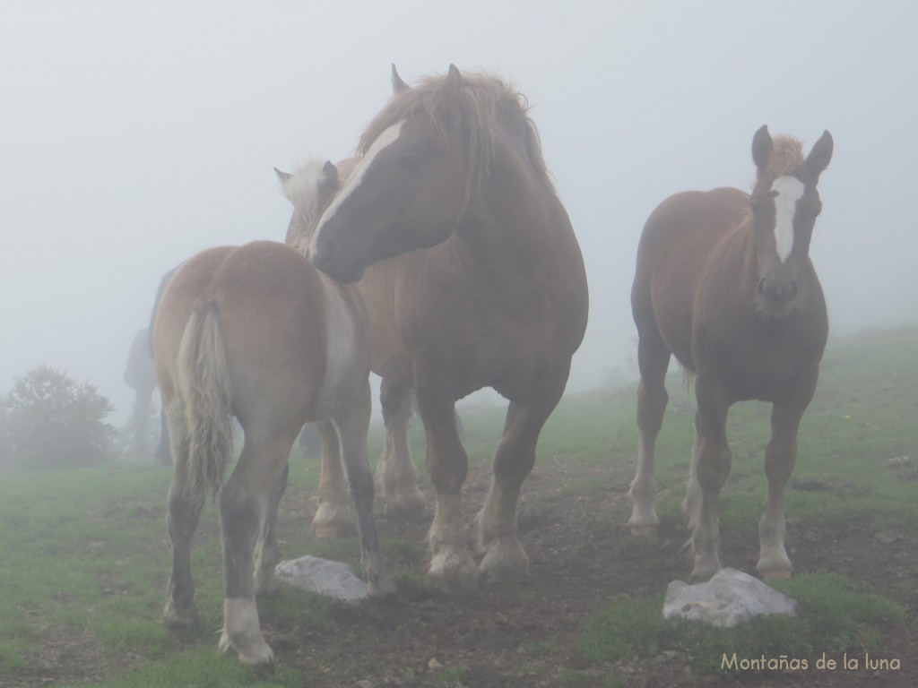 Caballos en el Coll de la Font Freda de Riu