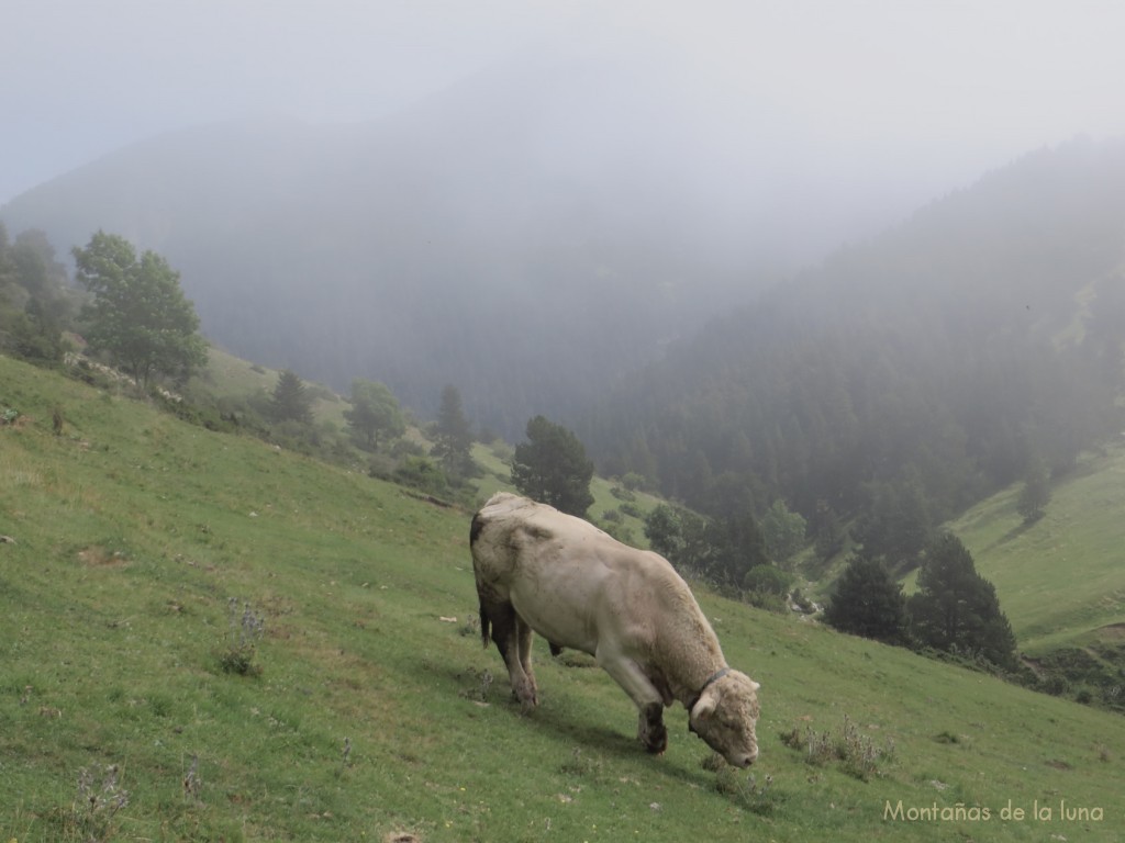 Llegando al Coll de Moixeró