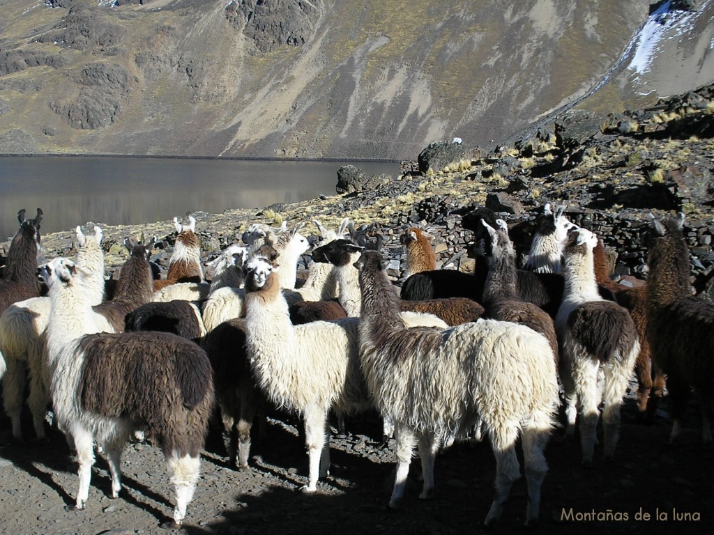 Rebaño de llamas