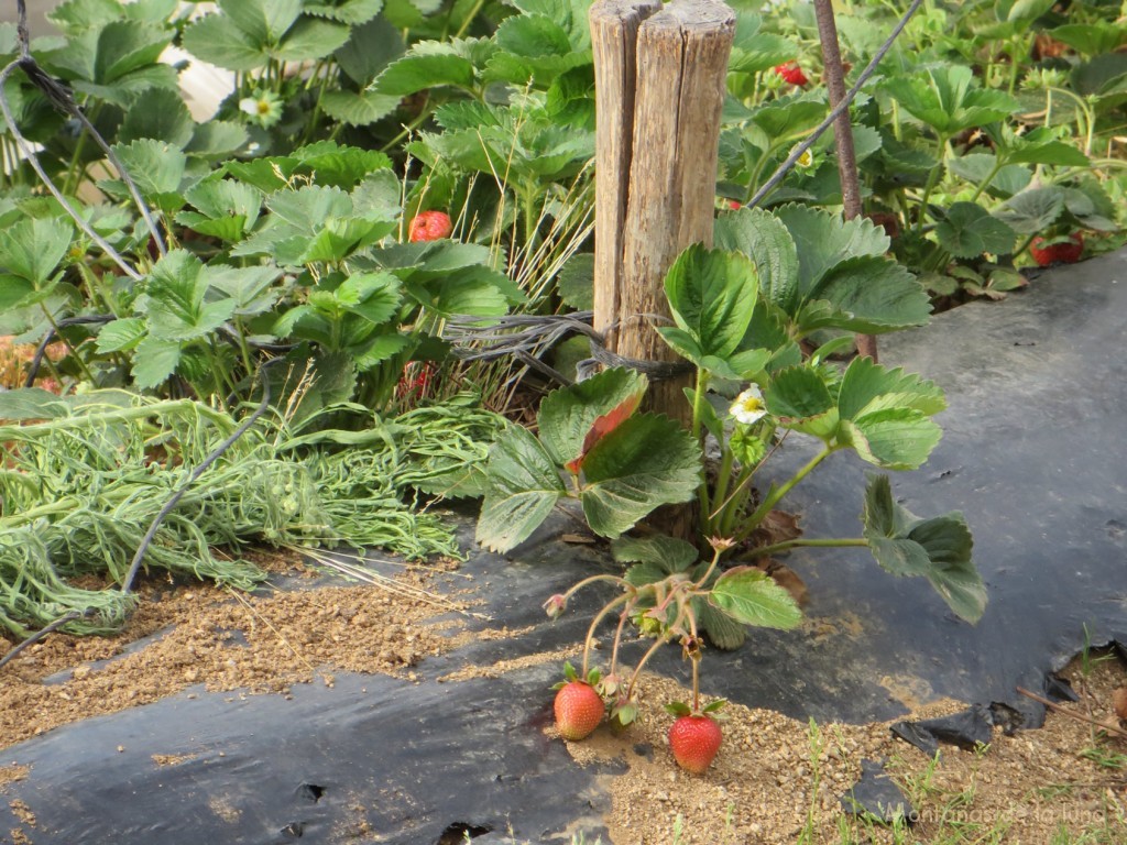 Bancales de fresas junto al camino