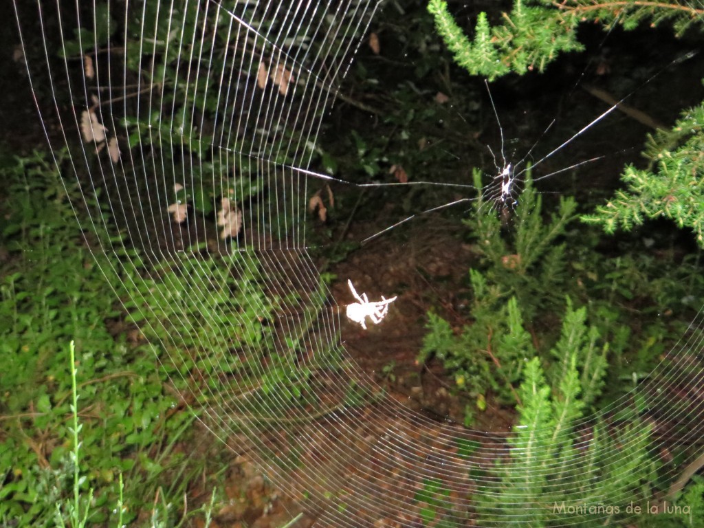 Telaraña en mitad del camino