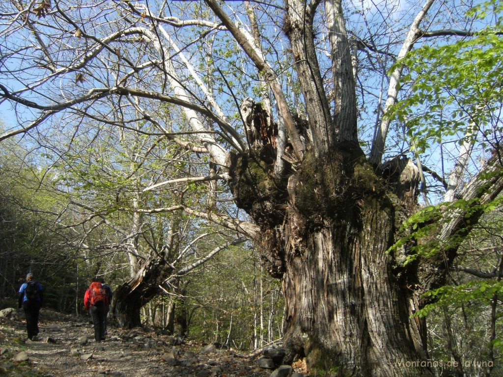 Camino de Sant Segimon. Castaños de la Castanyeda Gran de Can Gat