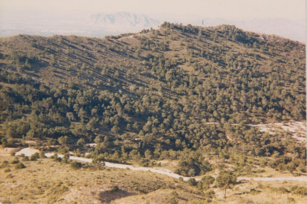 Bosquecillo entre la Ermita de San Cayetano y la ladera oeste de La Vella o Crevillente. En su centro el camino-senda que viene de dicha ermita