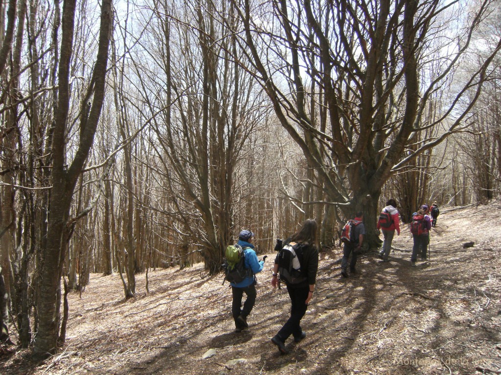 Camino de la Font de Coll Pregon por el hayedo