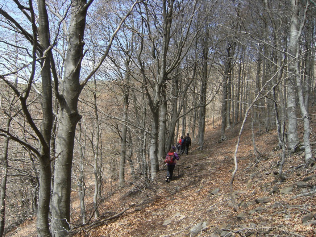 Hayedo en el camino a la Font d'en Vila