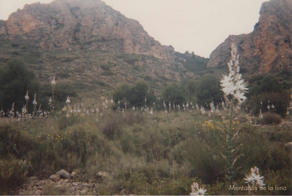 Bastones de Sant Josep bajo las paredes del San Cayetano