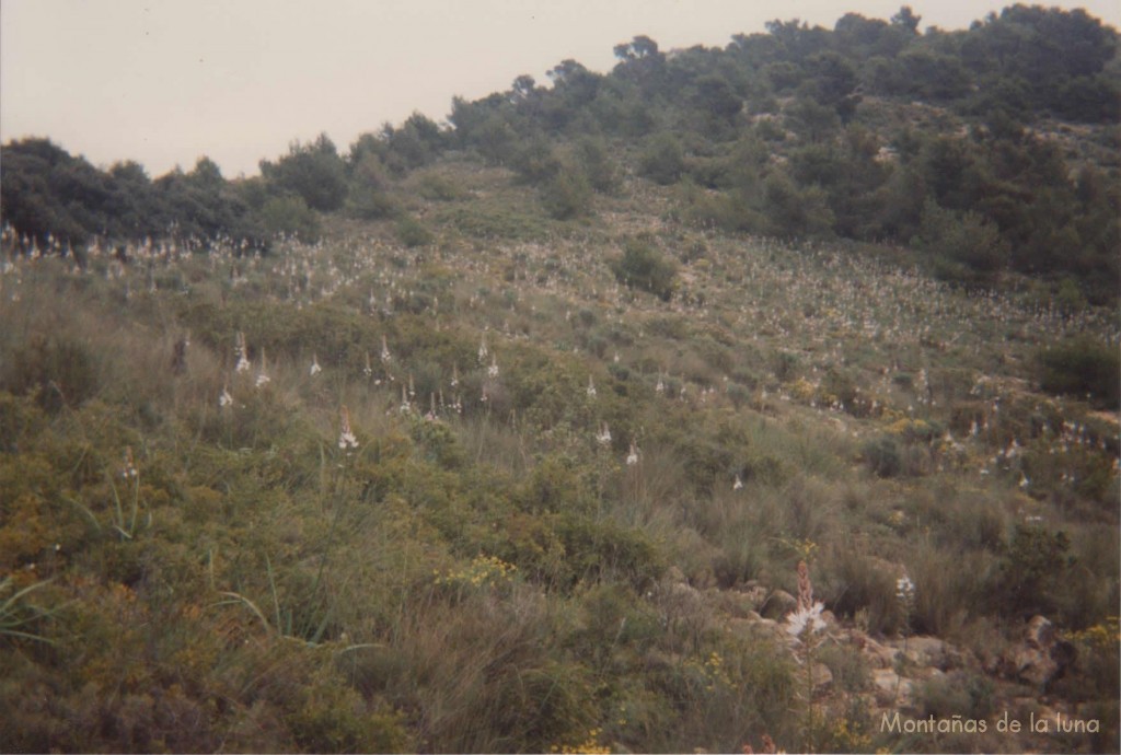 Bastones de Sant Josep en el Collado del San Cayetano