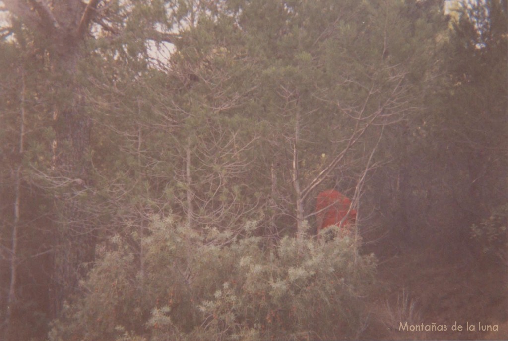 Bosques entre el Collado del San Cayetano y su cima