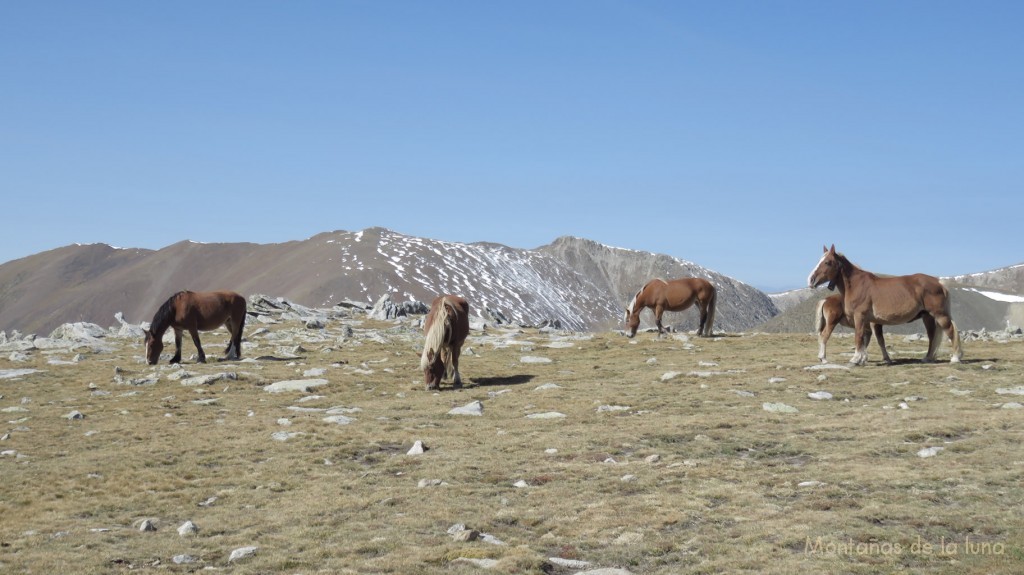 Caballos camino de la cima del Puigpedrós, al fondo las inmediaciones de la Serra de Comaermada y Calm Colomer