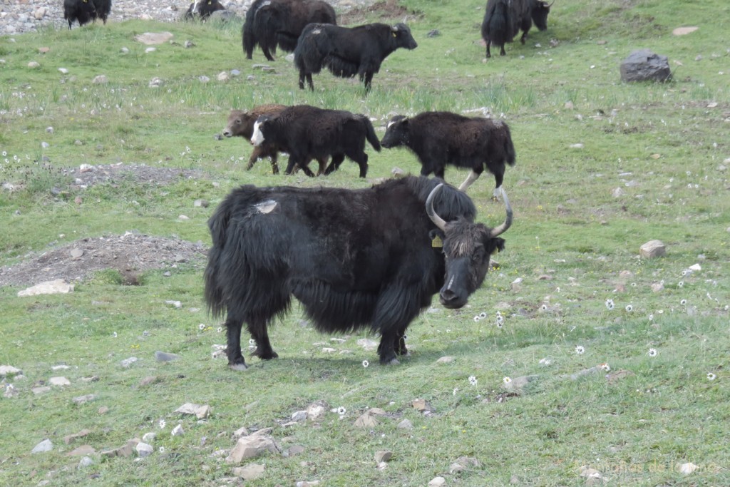 Yaks